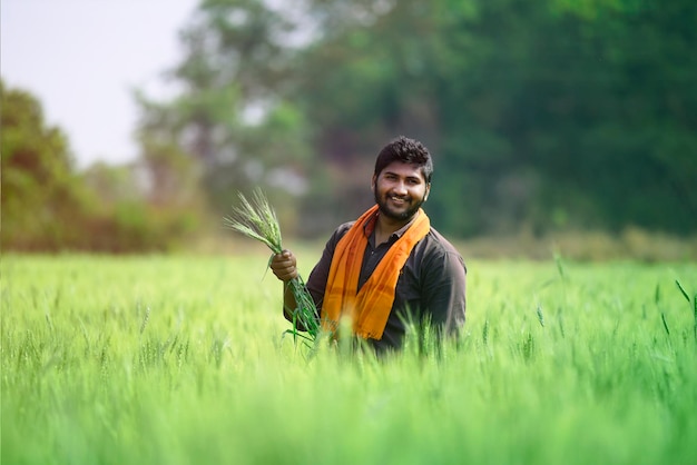 Indian farmer holding crop plant in his Wheat field