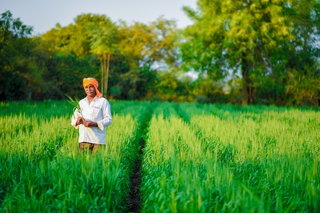 Индийский фермер, держащий сельскохозяйственный завод в своем Пшеничном поле