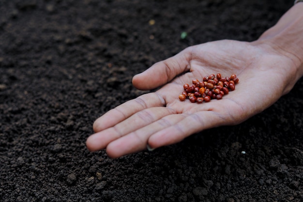 レンズ豆の種を植えるインドの農家