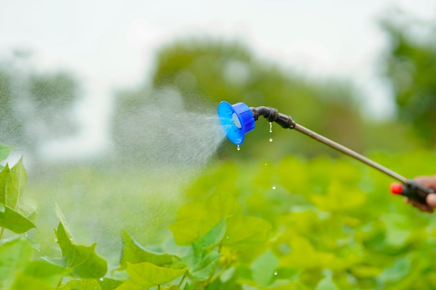 写真 綿花畑で農薬を散布するインドの農民。