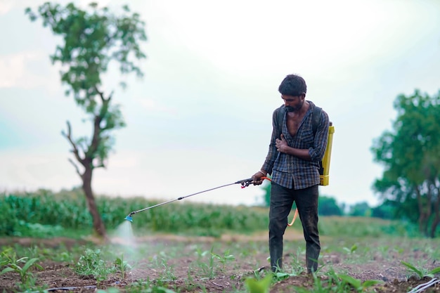Indian farmer spraying pesticides in green banana agriculture field
