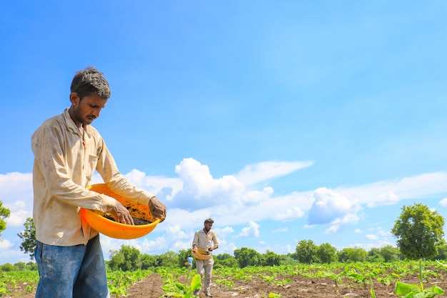 Indian farmer spreading fertilizer in the Banana field