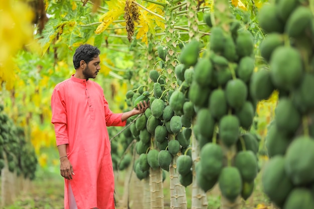 Indian farmer in a traditional costume on the papaya field