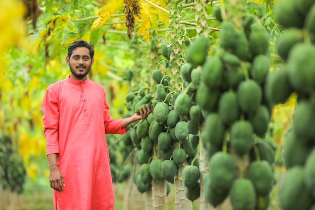 Indian farmer in a traditional costume on the papaya field