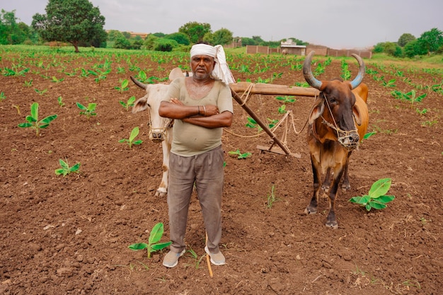 写真 緑のバナナ畑で働くのを助けるために2匹の雄牛を使用するインド人農家