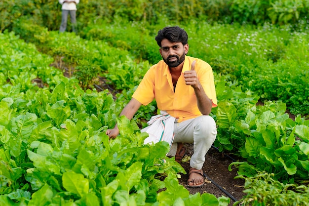 Indian farmer at vegetable field