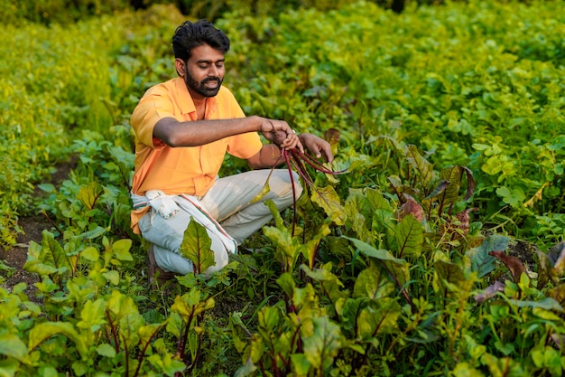 Indian farmer at vegetable field