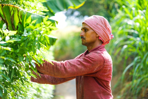 Indian farmer with Sickles in his field