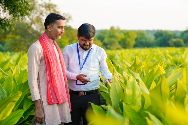 Indian farmer with young indian banker or agronomist at green turmeric field