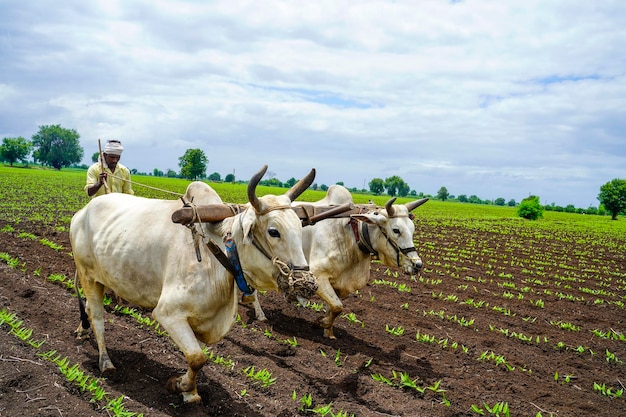 Indian farmer working green pigeon peas field with bullock