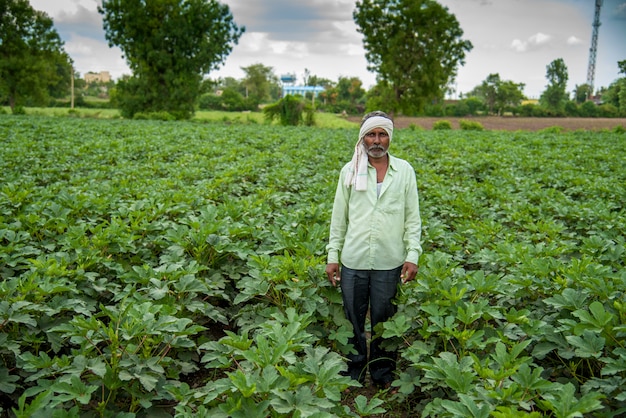 Indian farmer working in Okra plant or ladyfinger farm field.