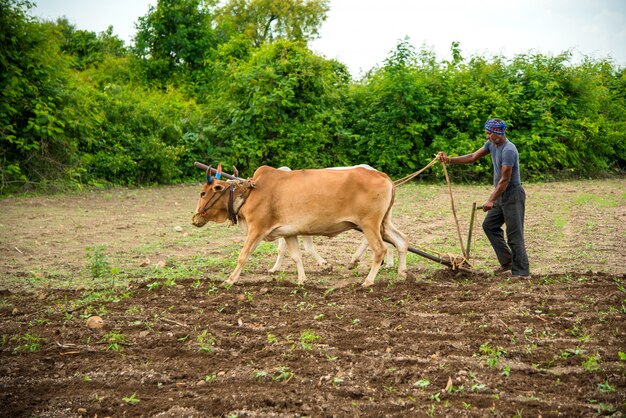 Indian farmer working in the traditional way with bull at his farm, An Indian farming scene.