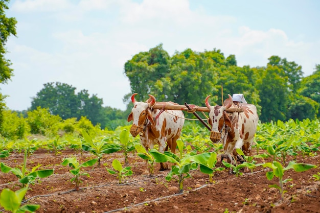 Indian farmer working with bull at his farm.