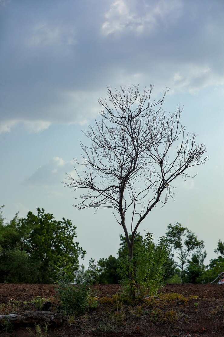 फोटो भारतीय खेती कपास का छोटा पौधा खेत में उगता है