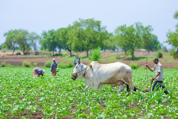 Indian farming technique