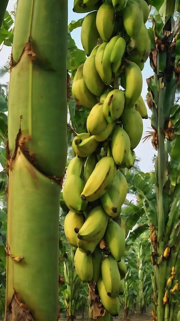 Photo indian farming virus infected banana tree viral diseases cmv virus