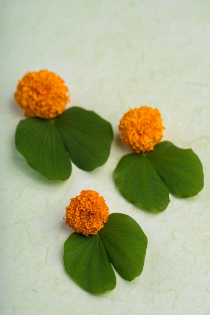 Indian Festival Dussehra, showing golden leaf (Bauhinia racemosa) and marigold flowers