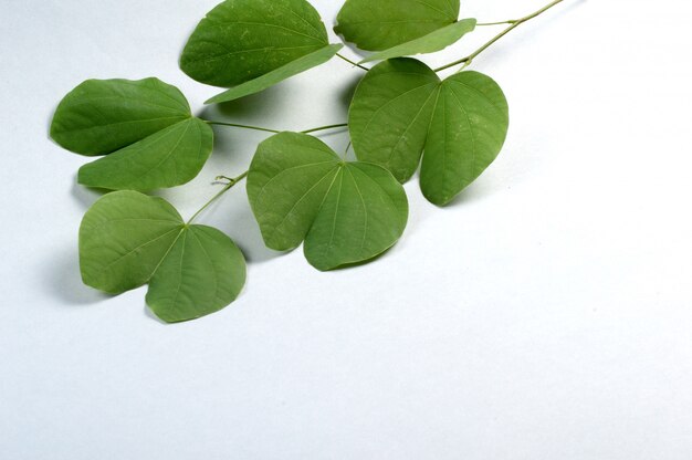 Indian Festival Dussehra, showing golden leaf on grey background. Greeting card.