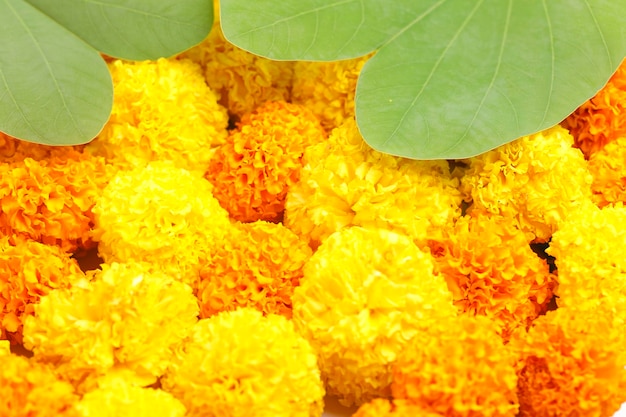 Festival indiano dussehra che mostra foglia d'oro piliostigma racemosum e fiori di calendula su sfondo bianco