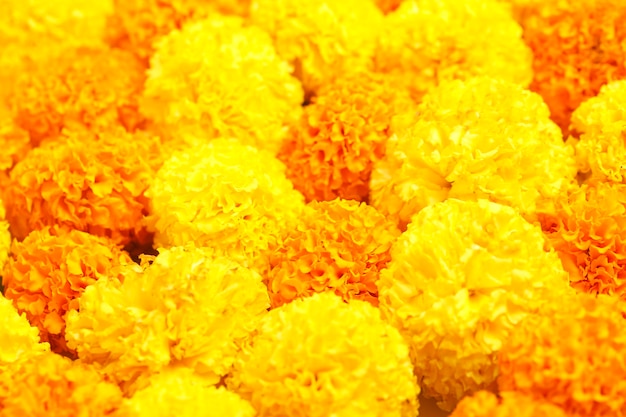 Photo indian festival dussehra showing golden leaf piliostigma racemosum and marigold flowers on white background