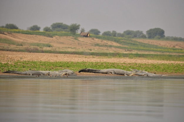 自然生息地チャンバル川保護区のインドガビアル