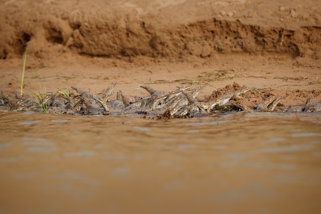 자연 서식지 Chambal River Sanctuary에서 인도 gavial