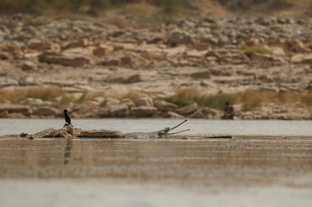 자연 서식지 Chambal River Sanctuary에서 인도 gavial