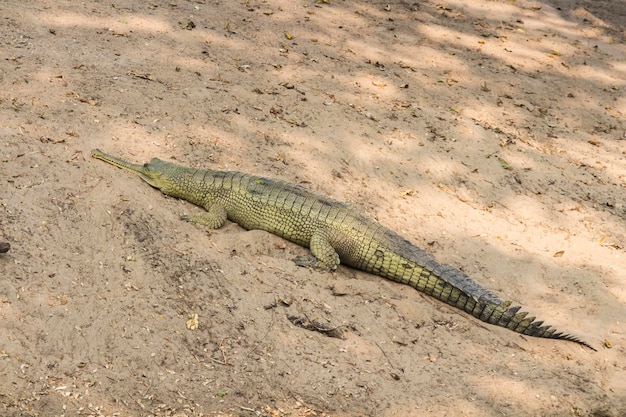 Индийский гавиальный крокодил на земле
