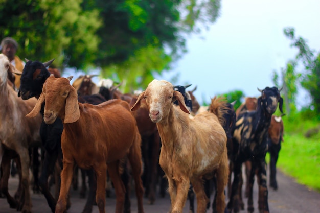 Indian goat at field 