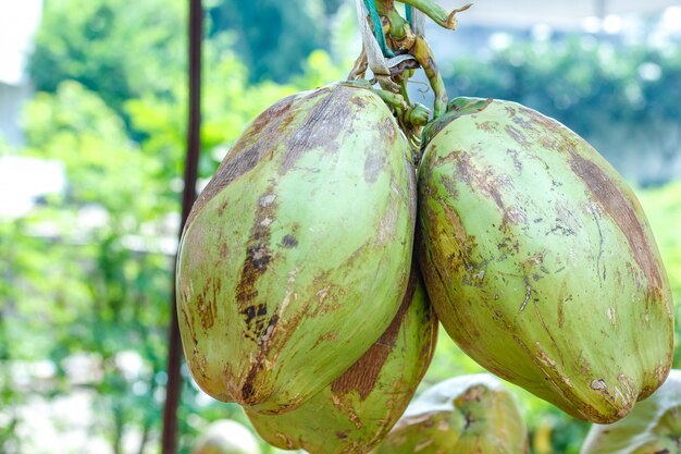 Indian green coconut bunch or group