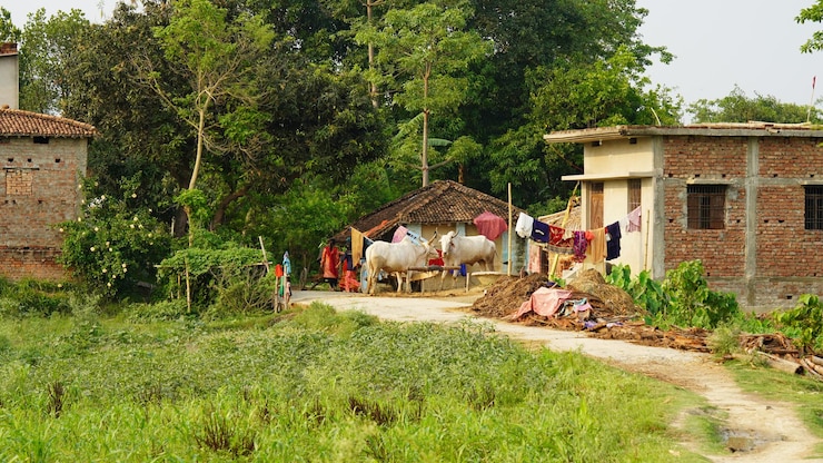 Photo indian green village shoot of bihar image