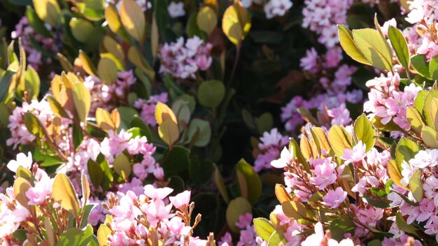 Indian hawthorn pink flower, California USA. Rhaphiolepis springtime fresh bloom,  botanical blossom