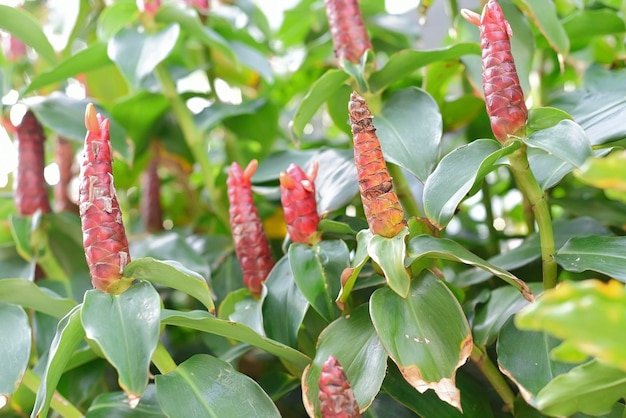 Indian head ginger in a garden closeup