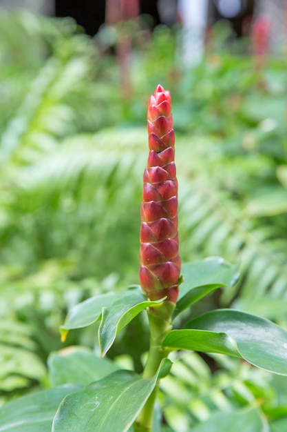 Photo indian head ginger or red flower of wild ginger or cheilocostus speciosus, focus selective.