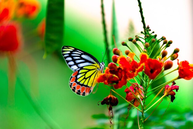 The indian jezebel butterfly or delias eucharis resting on the flower plants during spring season