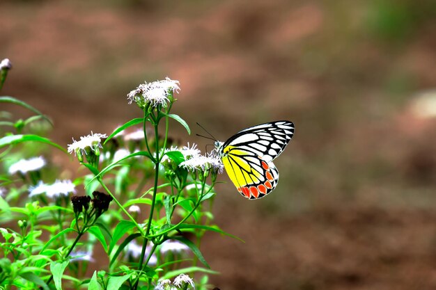春のシーズン中に花植物で休むインドのイザベル蝶またはDeliaseucharis