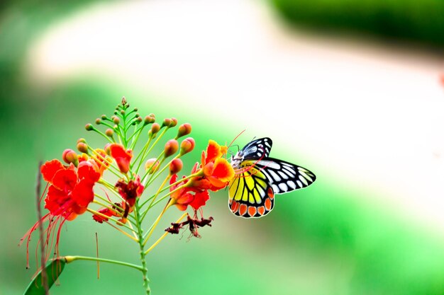 인도 이세벨 나비 또는 델리아스 유카리스는 봄철에 꽃 식물에 쉬고 있다