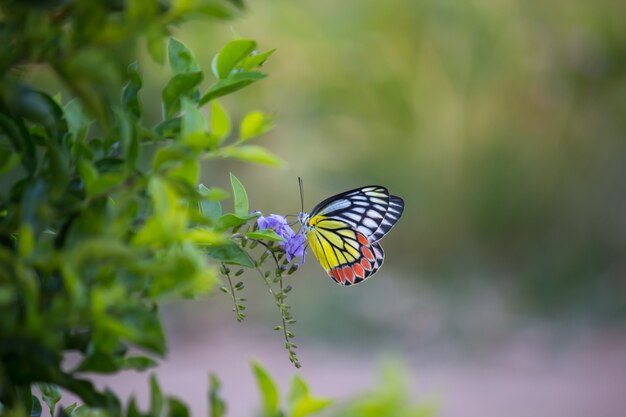 Indian jezebel butterfly