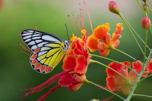 Indian Jezebel Butterfly