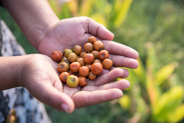 Индийский мармелад или ягоды или ягоды (Ziziphus mauritiana) в руке на поле