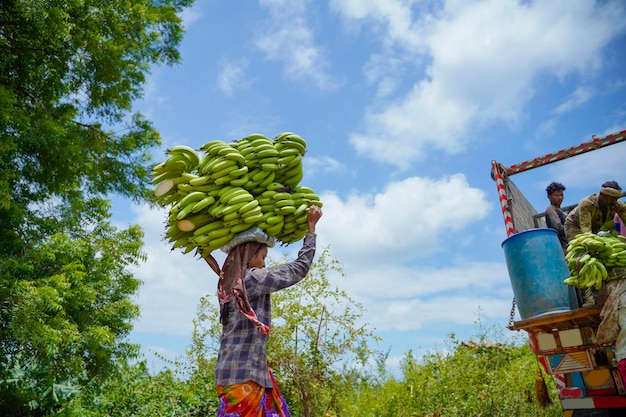 Индийский рабочий несет связку бананов с поля сельского хозяйства.