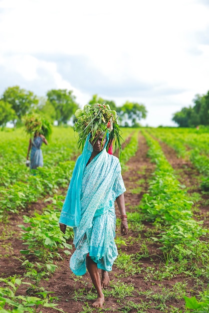 Foto lavoro indiano nel campo di cotone