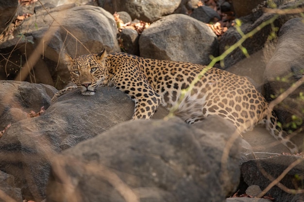 Leopardo indiano nel suo habitat naturale