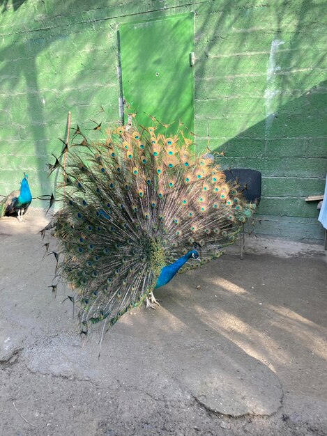 Indian Male Peacock with feathers out