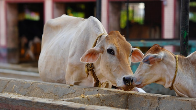 Индийское изображение дойной коровы
