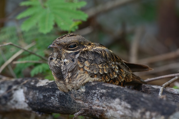 인도 nightjar, Caprimulgus asiaticus