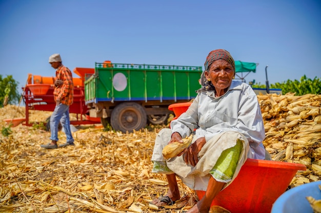 Indian old woman harvesting corn at agriculture field