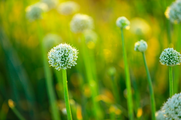 Indian onion field, Indian agriculture field