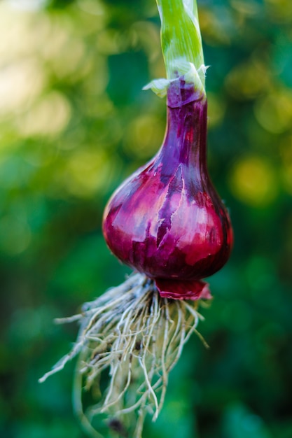 indian onion field