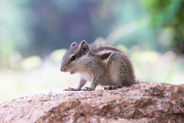 Lo scoiattolo indiano noto anche come scoiattolo che mangia da terra